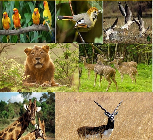 Gujarat Wildlife Tour – I (12N-13D)