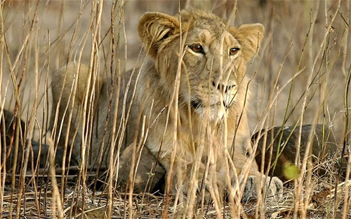 Gujarat Wildlife Tour And Hotels In Gir