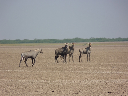 Holiday Packages For Kutch